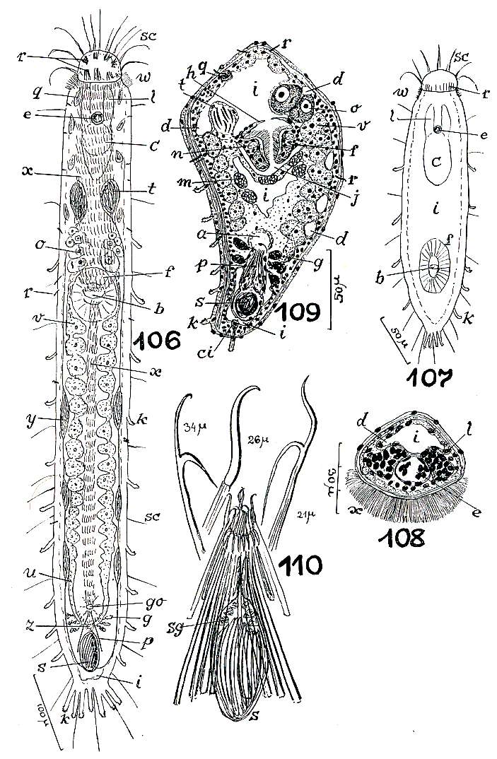 Image of Philosyrtis