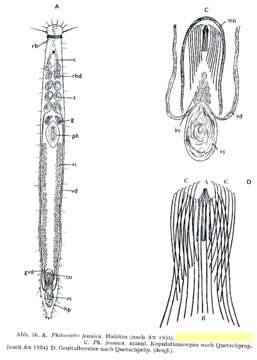 Image de Philosyrtis