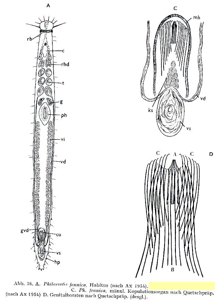 Image of Philosyrtis