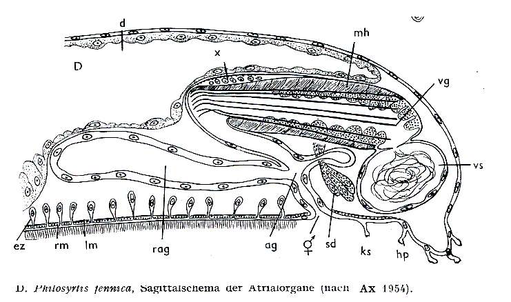 Image of Philosyrtis