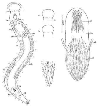 Image of Philosyrtis rotundicephala Sopott 1972