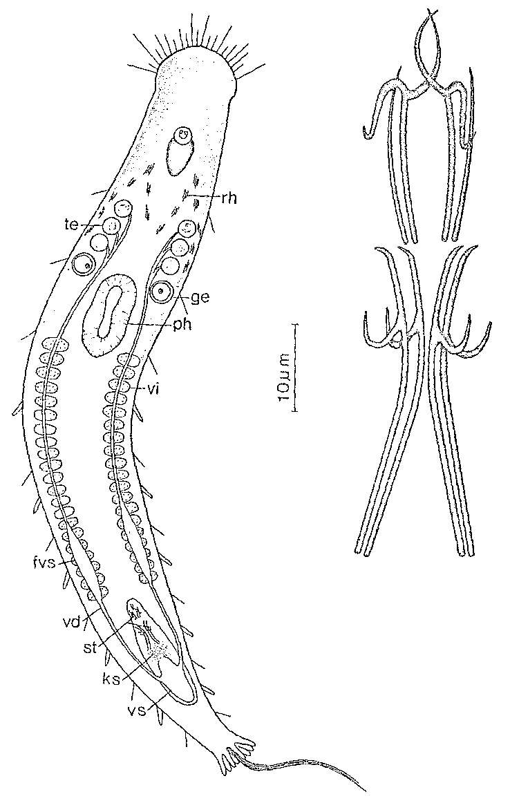 Image of Philosyrtis rutilata Sopott-Ehlers 1976