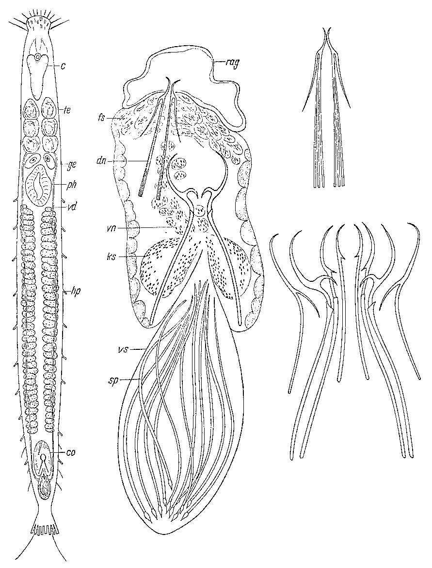 Image of Philosyrtis sanjuanensis Ax & Ax 1967