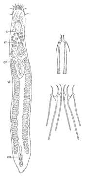 Image de Philosyrtis santacruzensis Ax & Ax 1974