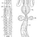 Image of Galapagoplana bituba Ax & Ax 1974