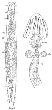 Image of Galapagoplana