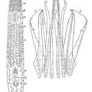 Image of Polyrhabdoplana posttestis Ax & Ax 1967