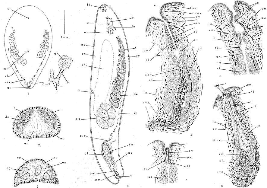 Image of Neochildia