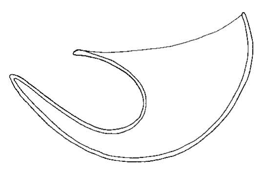 Image of Nematoplanidae