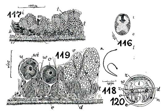 Image of Nematoplanidae