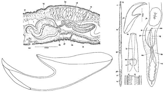 Image of Nematoplana ciliovesiculae Tajika 1979