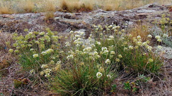 Image of Allium flavescens Besser