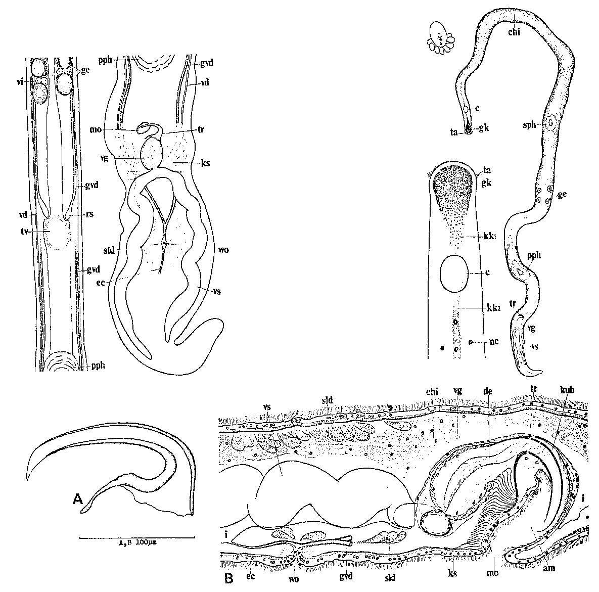 Image of Ezoplana