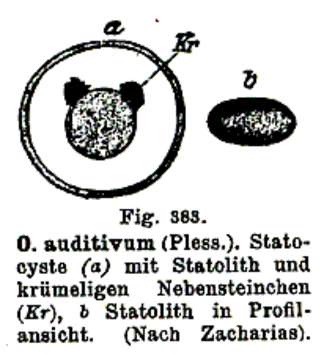 Image of Otomesostomatidae