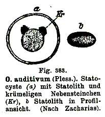 Image of Otomesostoma