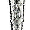 Image of Cicerina tetradactyla Giard 1904