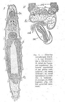 Image of Rhabdocoela