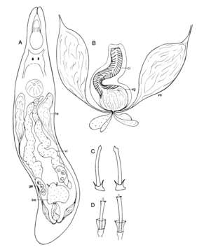 Image of Rhabdocoela