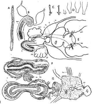 Image of Rhabdocoela