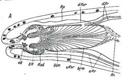 Image of Rhabdocoela