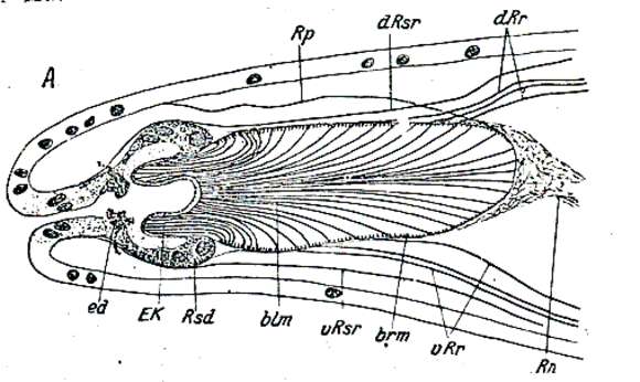 Image of Rhabdocoela