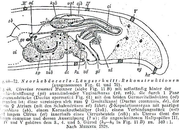 Image of Rhabdocoela