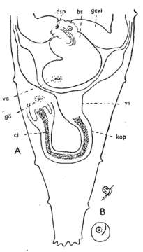 Image of Rhabdocoela