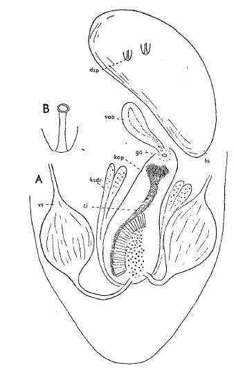 Image of Paracicerina