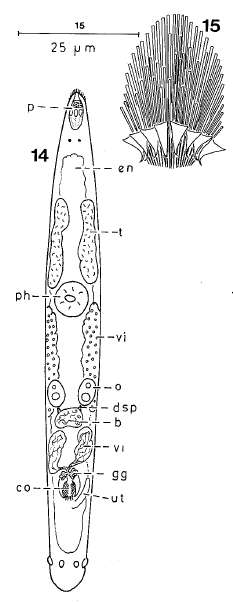 Image of Paracicerina