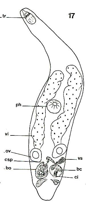 Image of Paracicerina