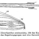 Image of <i>Zonorhynchus seminascatus</i> Karling 1956