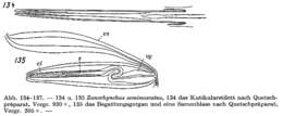 Слика од Zonorhynchus