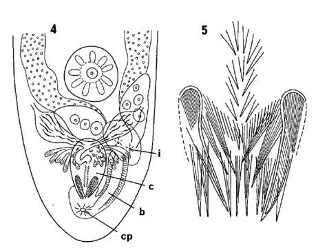 Слика од Ptyalorhynchus