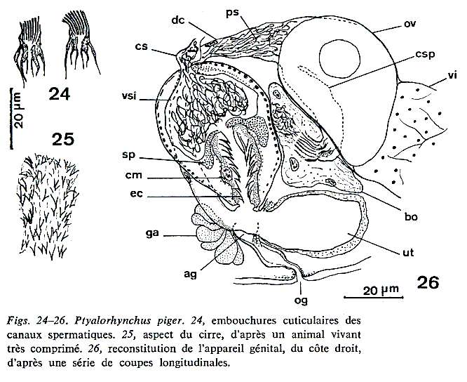 Image of Ptyalorhynchus