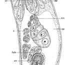 Image of Proporus venenosus (Schmidt 1852)