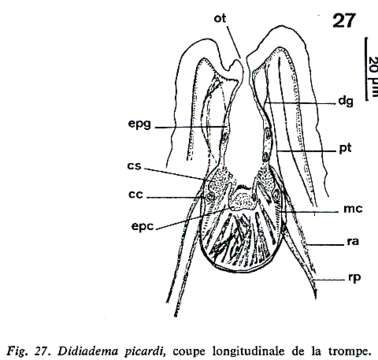 Image of Didiadema