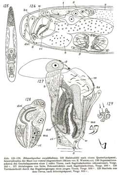 Image of Ethmorhynchus