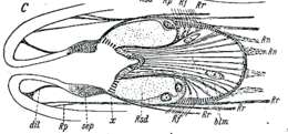 Image of Ethmorhynchus