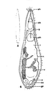 Слика од Ethmorhynchus youngi Kolasa 1977