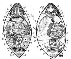 Image of Nannorhynchididae