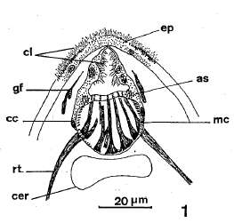 Image of Nannorhynchididae