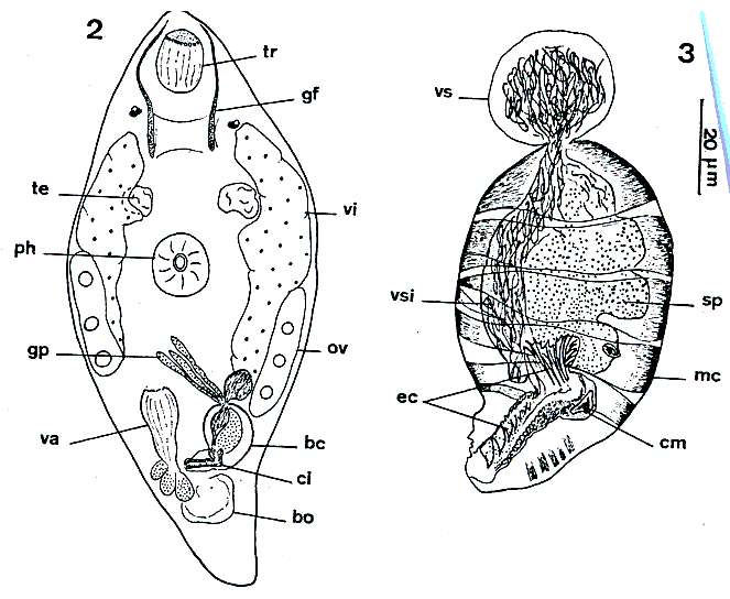 Image of Nannorhynchididae