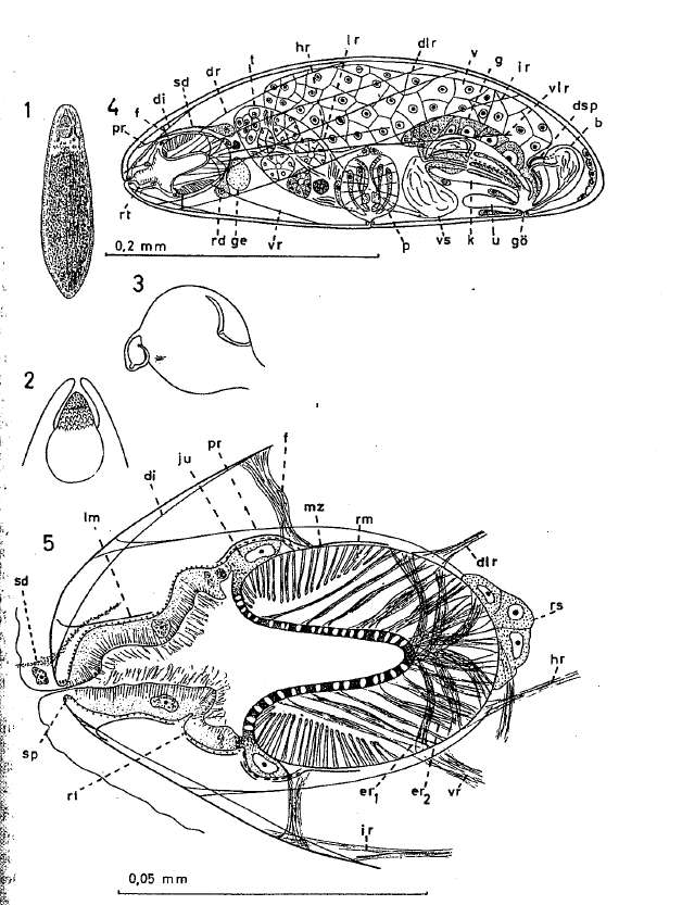 Image of Nannorhynchides