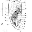 Image of Nannorhynchides harparius Brunet 1965