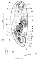 Image of Nannorhynchides harparius Brunet 1965