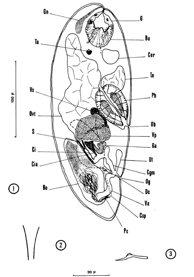 Image of Nannorhynchides harparius Brunet 1965