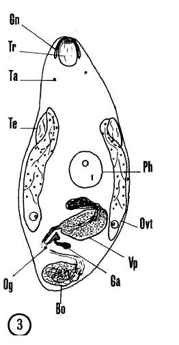 Image of Nannorhynchides harparius Brunet 1965