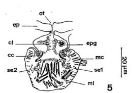 Image of Nannorhynchides harparius Brunet 1965