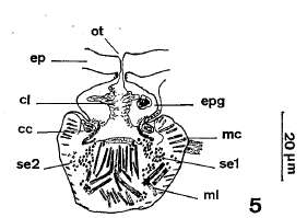 Image of Nannorhynchides harparius Brunet 1965