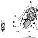 Image of Nannorhynchides vividus Brunet 1965